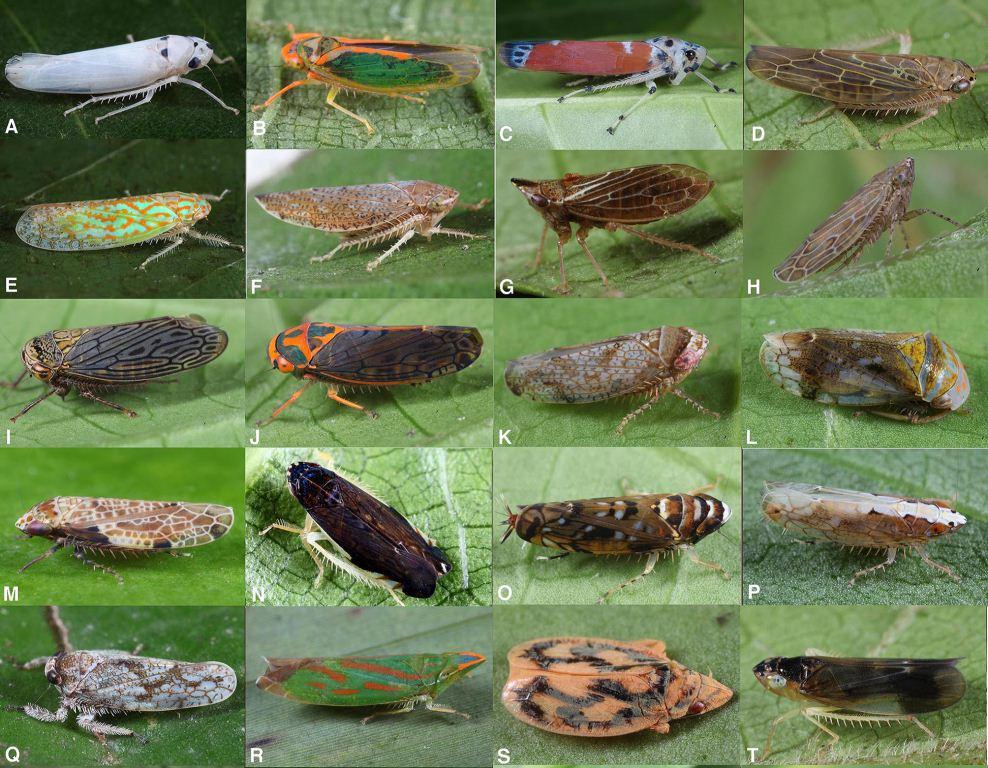 2 Giống mới và 15 loài rầy mới họ Cicadellidae cho khoa học